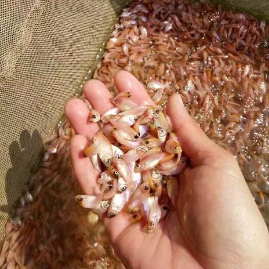 江门【大量供应】红罗非 彩虹鲷 红罗非鱼苗，色泽鲜红好养快大