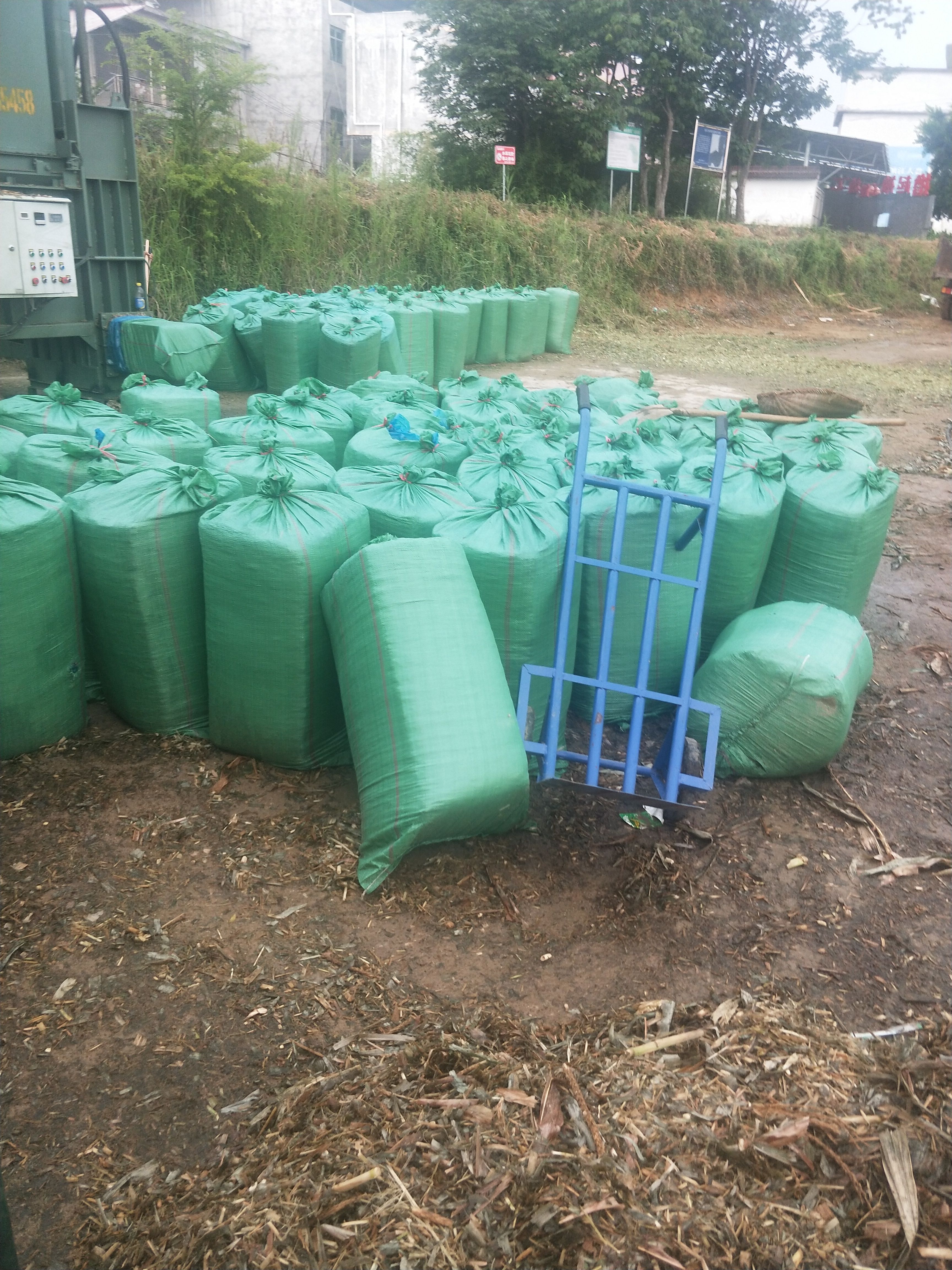  青储饲料玉米秸秆