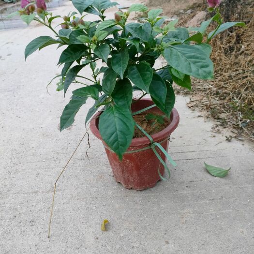 东山县云南紫三角梅 云南大花紫小红盆
