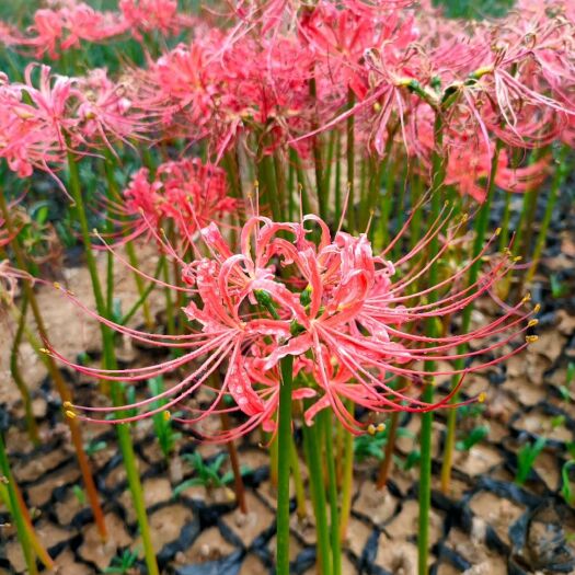青州市石蒜苗  石蒜 草花种植基地 草花批发