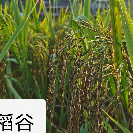 天柱县生态种植的黑香米