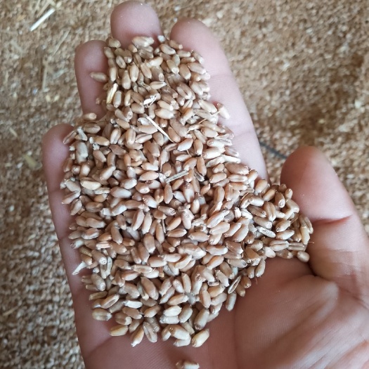 红麦 强筋麦农麦88