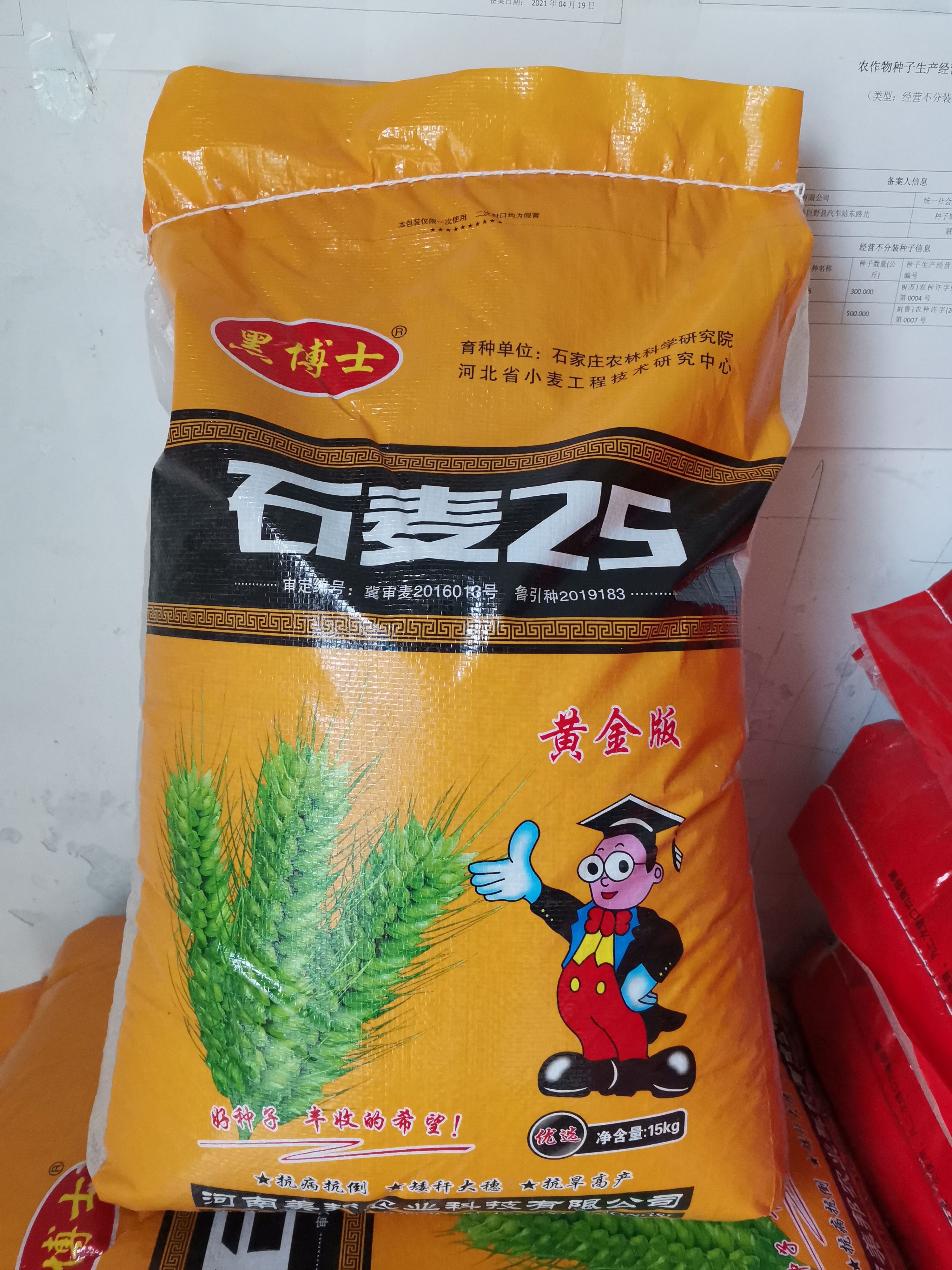 巨野县小麦种子 石麦25，抗病抗倒，矮秆大穗，抗旱抗寒！