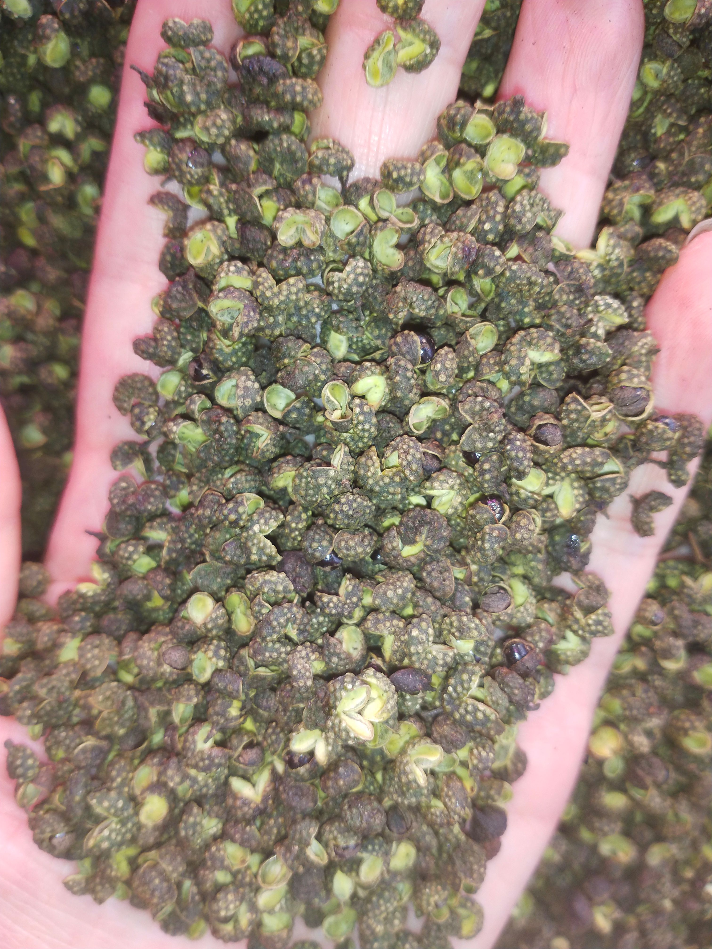 青花椒     云南青花椒     金阳青花椒