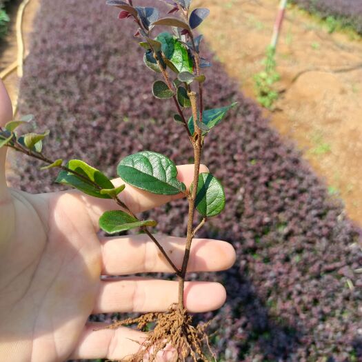 荔浦市黑珍珠红继木 红花继木