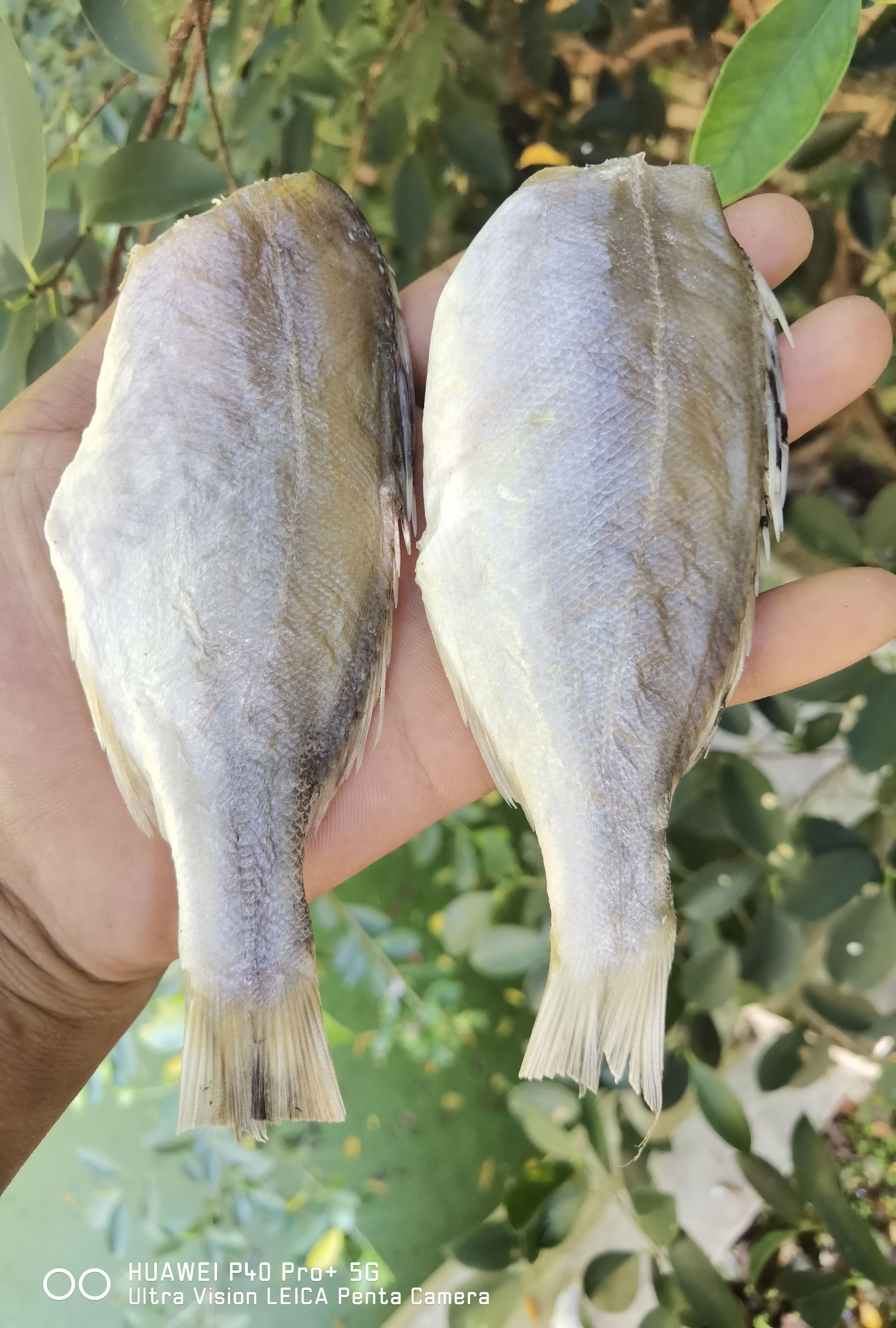 北海【商家推荐】咸干花鲈，花鲈公鱼，去头去内脏肉厚刺少市场跑量王