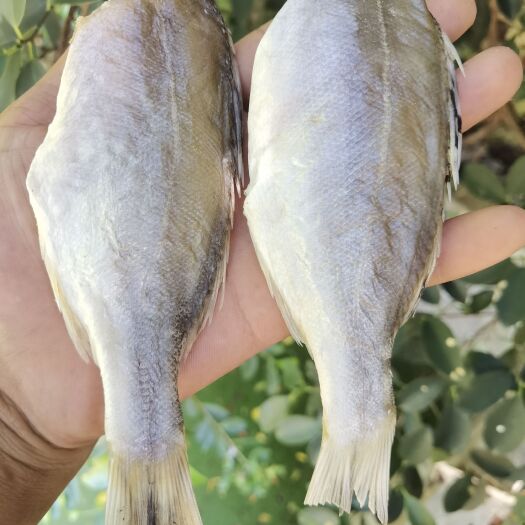 北海【商家推荐】咸干花鲈，花鲈公鱼，去头去内脏肉厚刺少市场跑量王