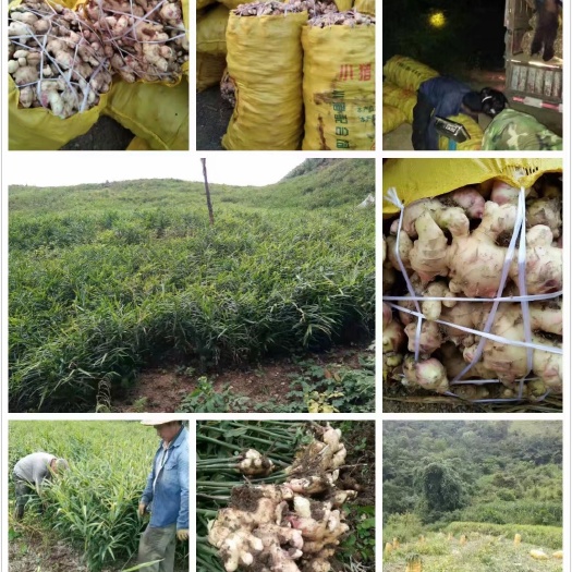 广西产地一手货源 生姜  白口姜 姜种 大肉姜 嫩姜 大量