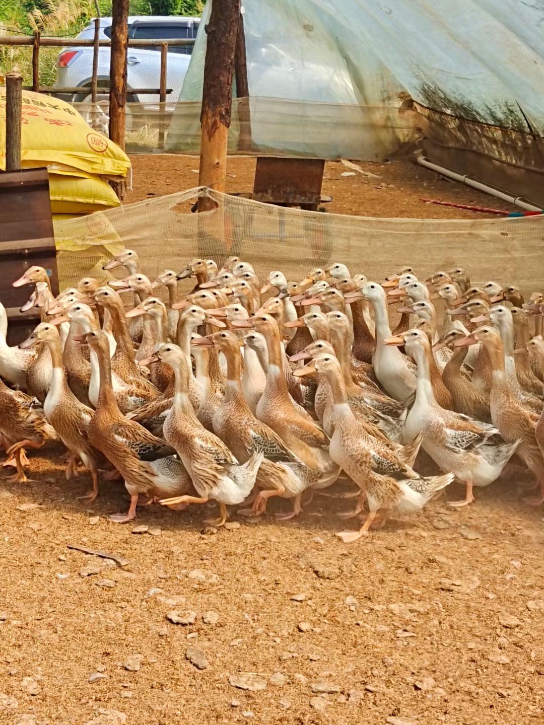 80多天平尾交叉四季不断货