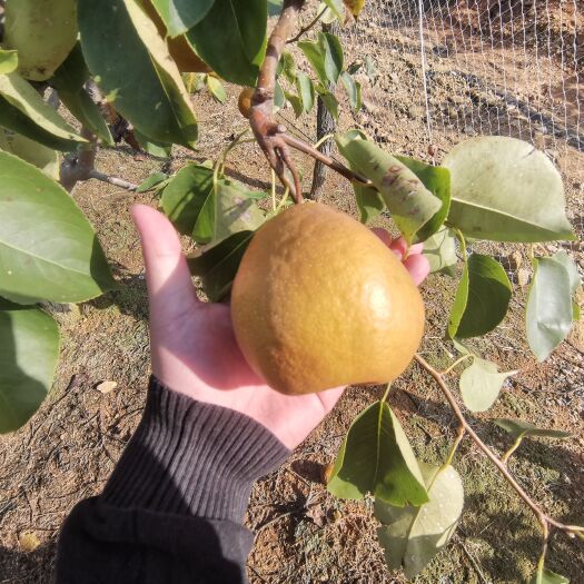  金翠香梨