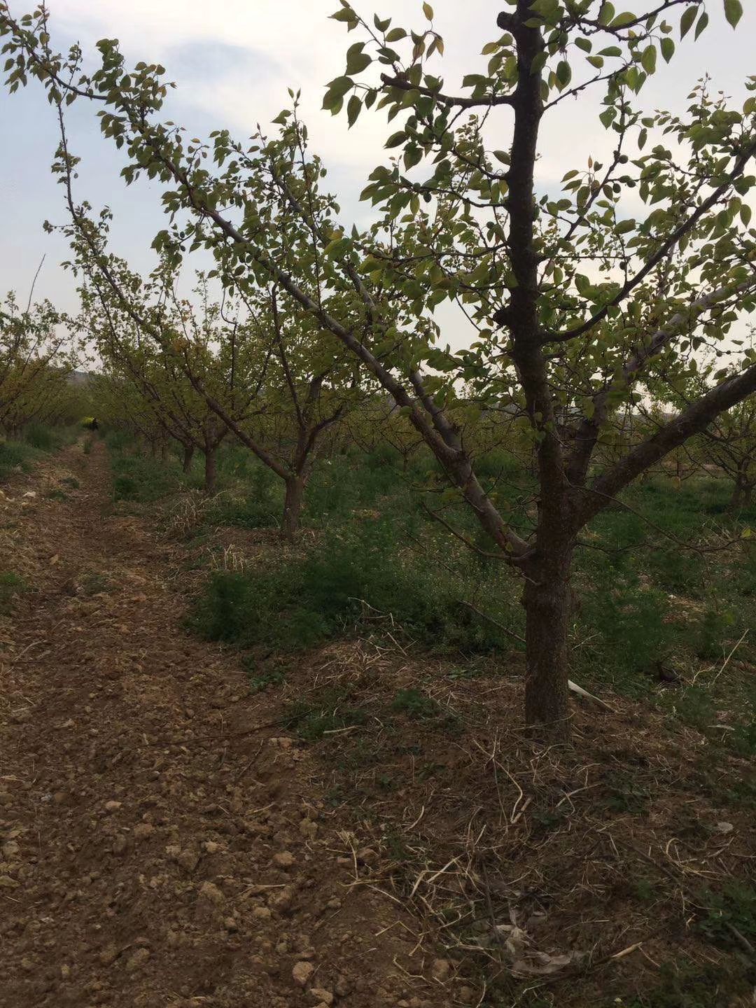金太阳杏树苗  杏树价格 10一12-15公分，农户自产自销
