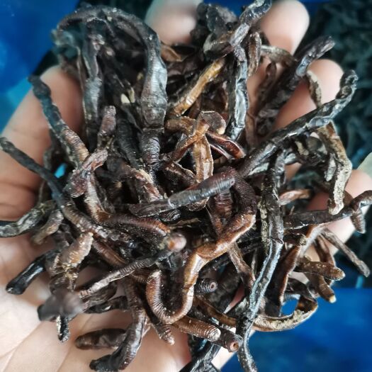 如皋市土地龙  江苏省南通市如皋市志成药材地龙圆条