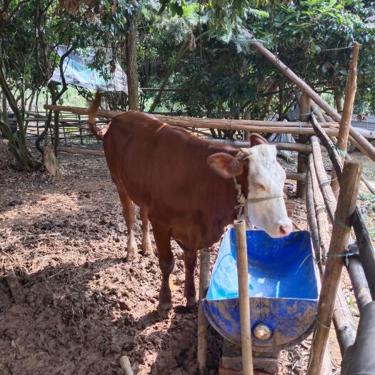 梧州杂交牛  杂交架子牛，公母混合