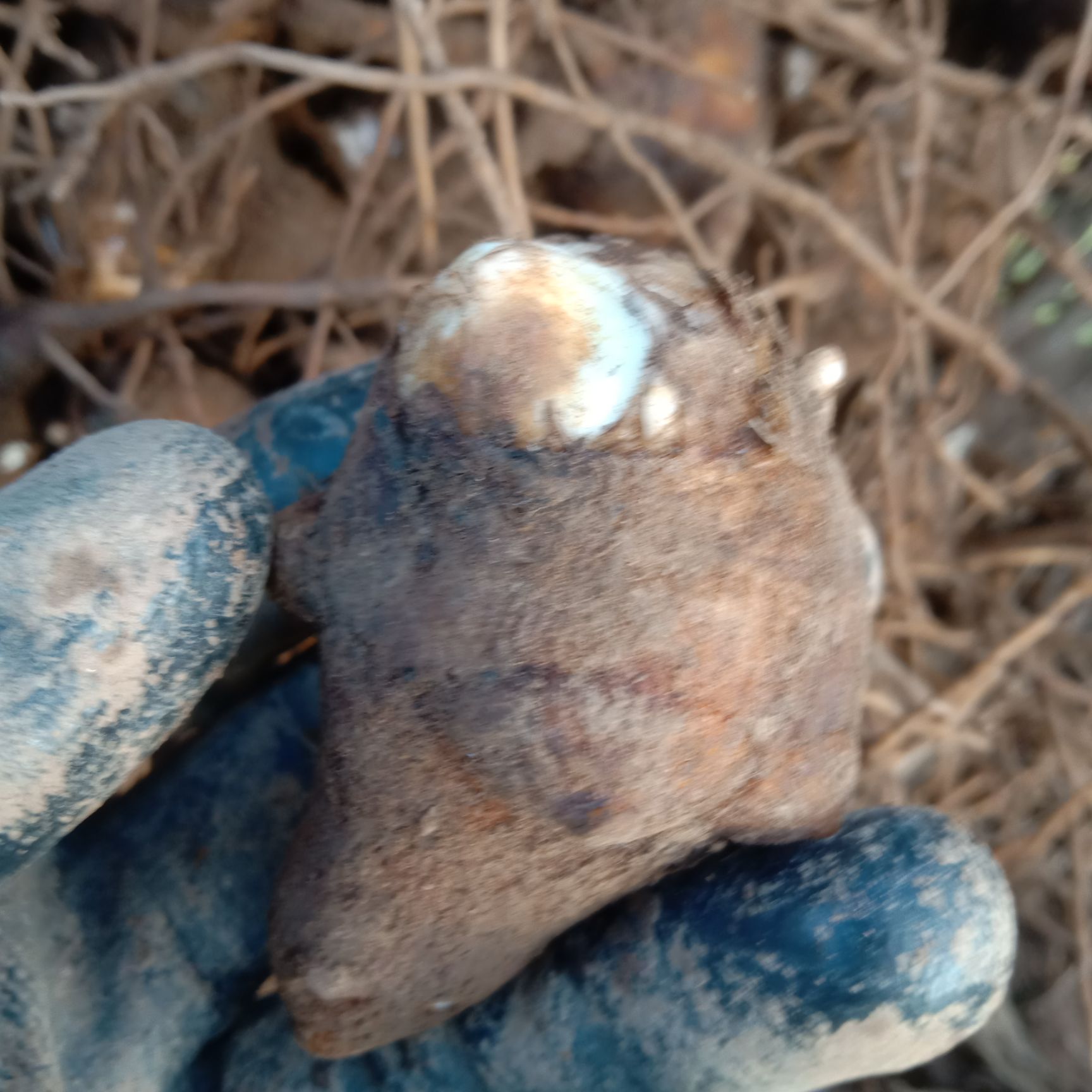 川芎 付子，成品及种子