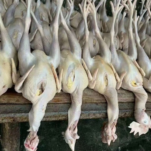 阳信县厂家直销清真白条鸡