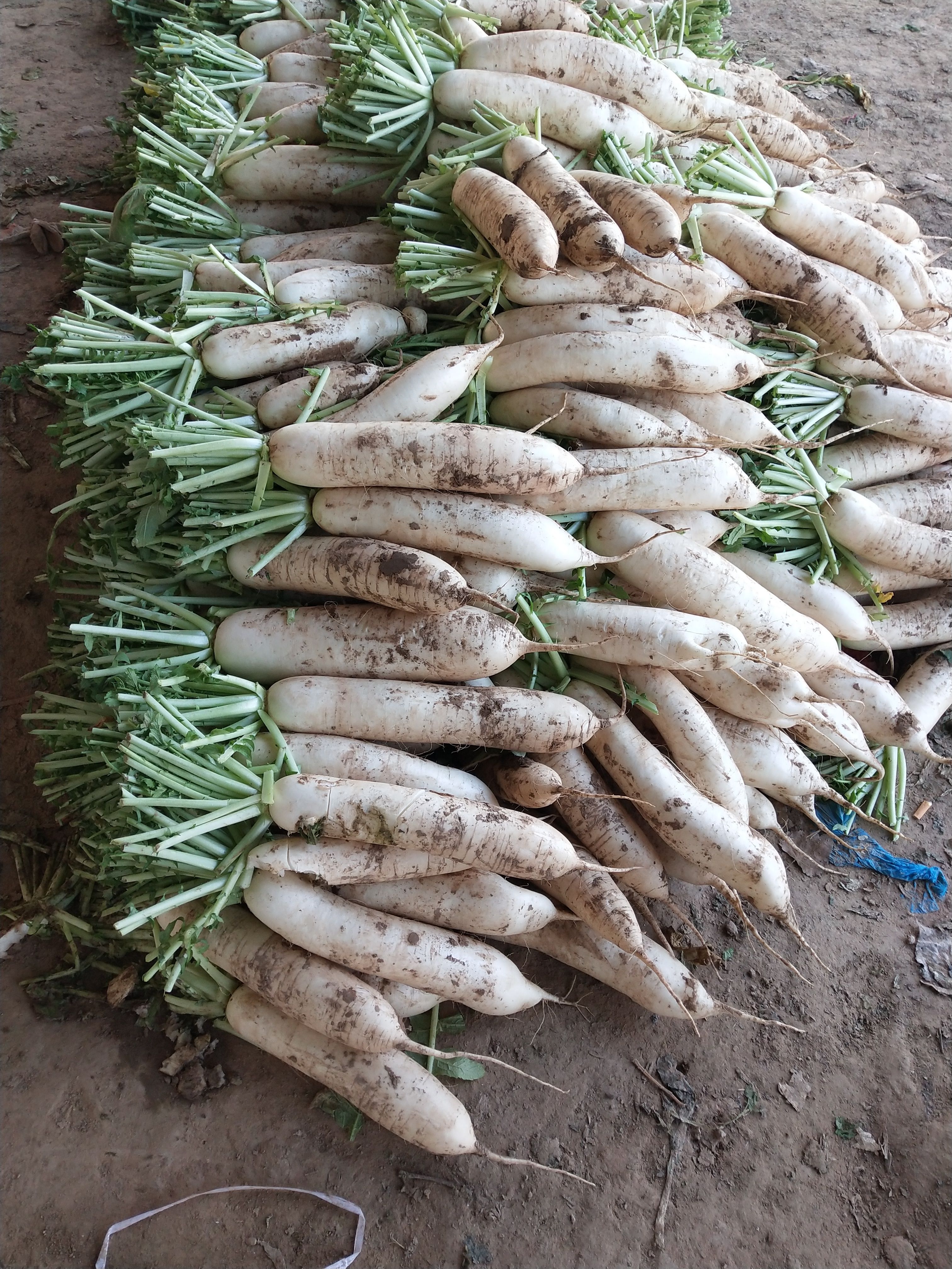  白萝卜原产地直发