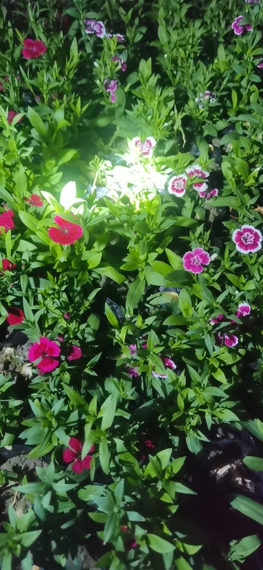 向日葵 0.5米以下 