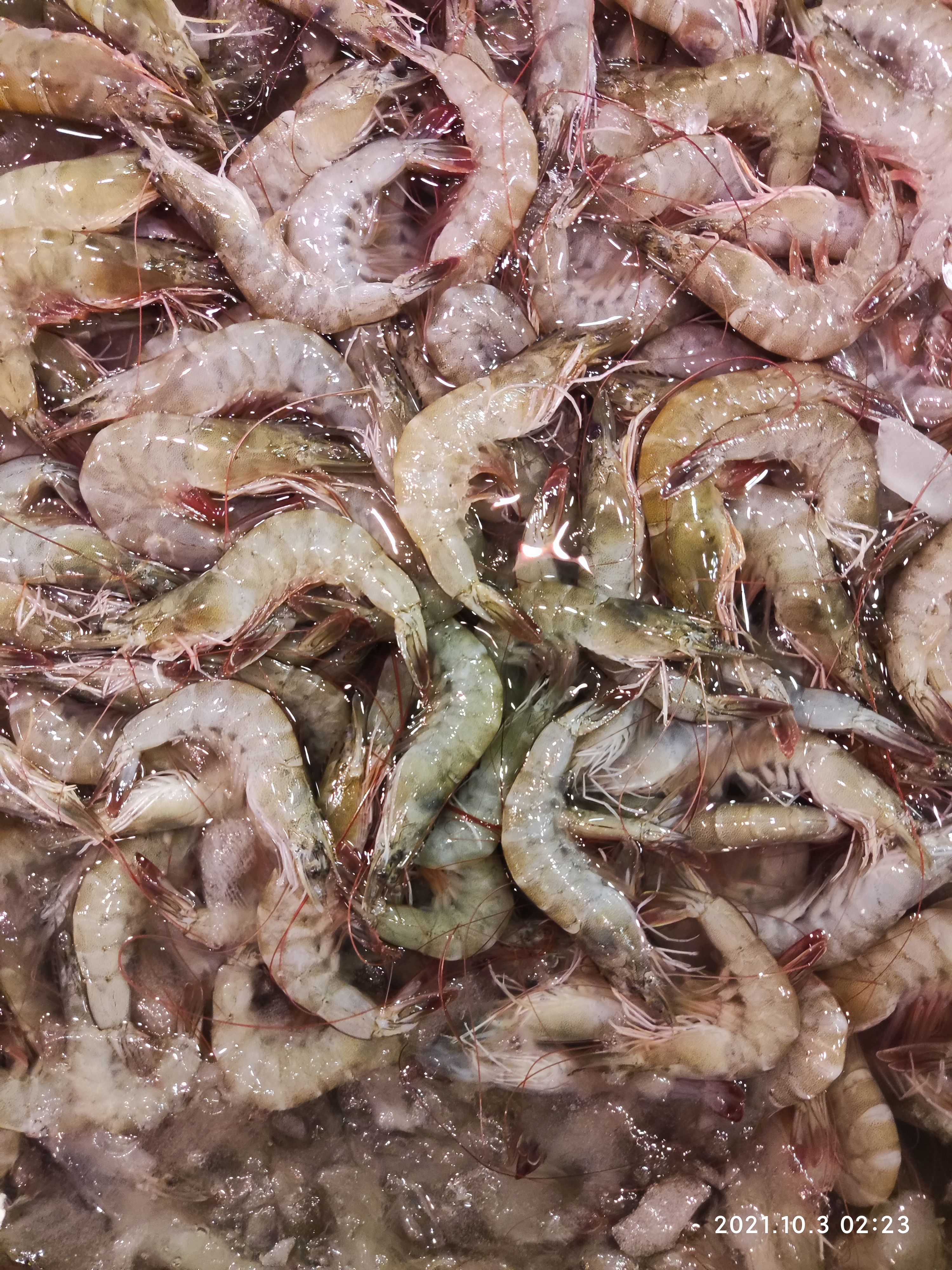 黄腊鲳  海黄鲳鱼鲜活急冻600克/一条，细节图有更多品种选择。