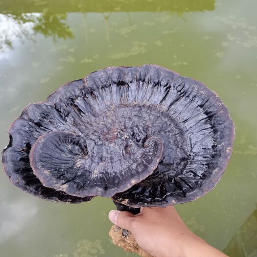 兴仁市黑灵芝  黑林芝 灵芝孢子粉纯天 然贵州特产全杆林芝非人工培
