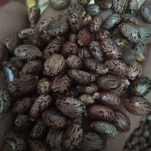 临沂蓖麻种子  红蓖麻子