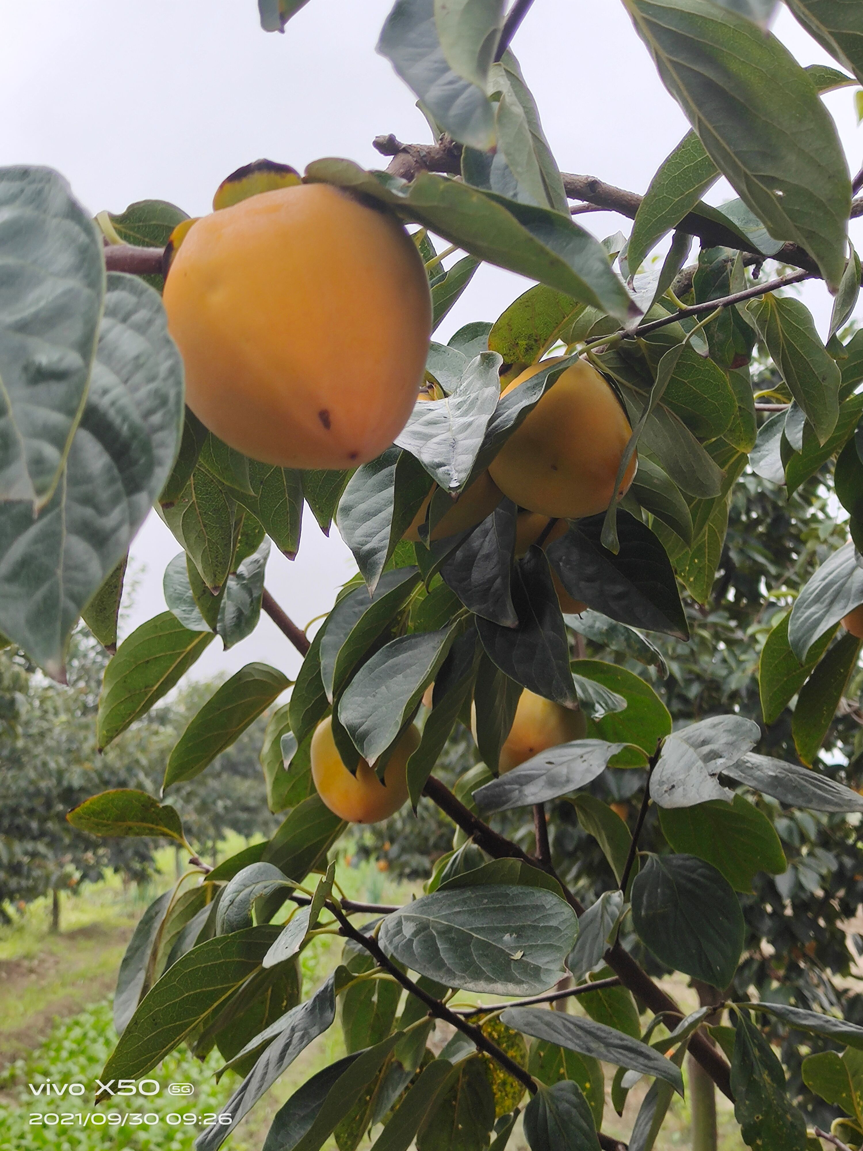 柿子 陕西省西安市高陵区