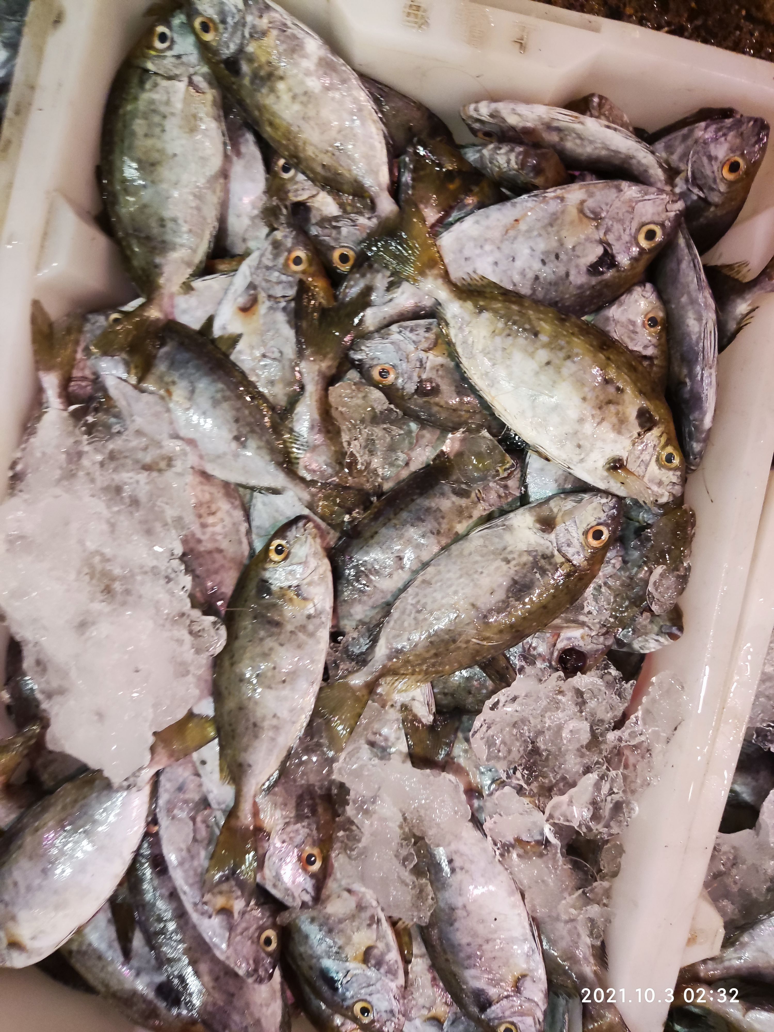 黄腊鲳  海黄鲳鱼鲜活急冻600克/一条，细节图有更多品种选择。