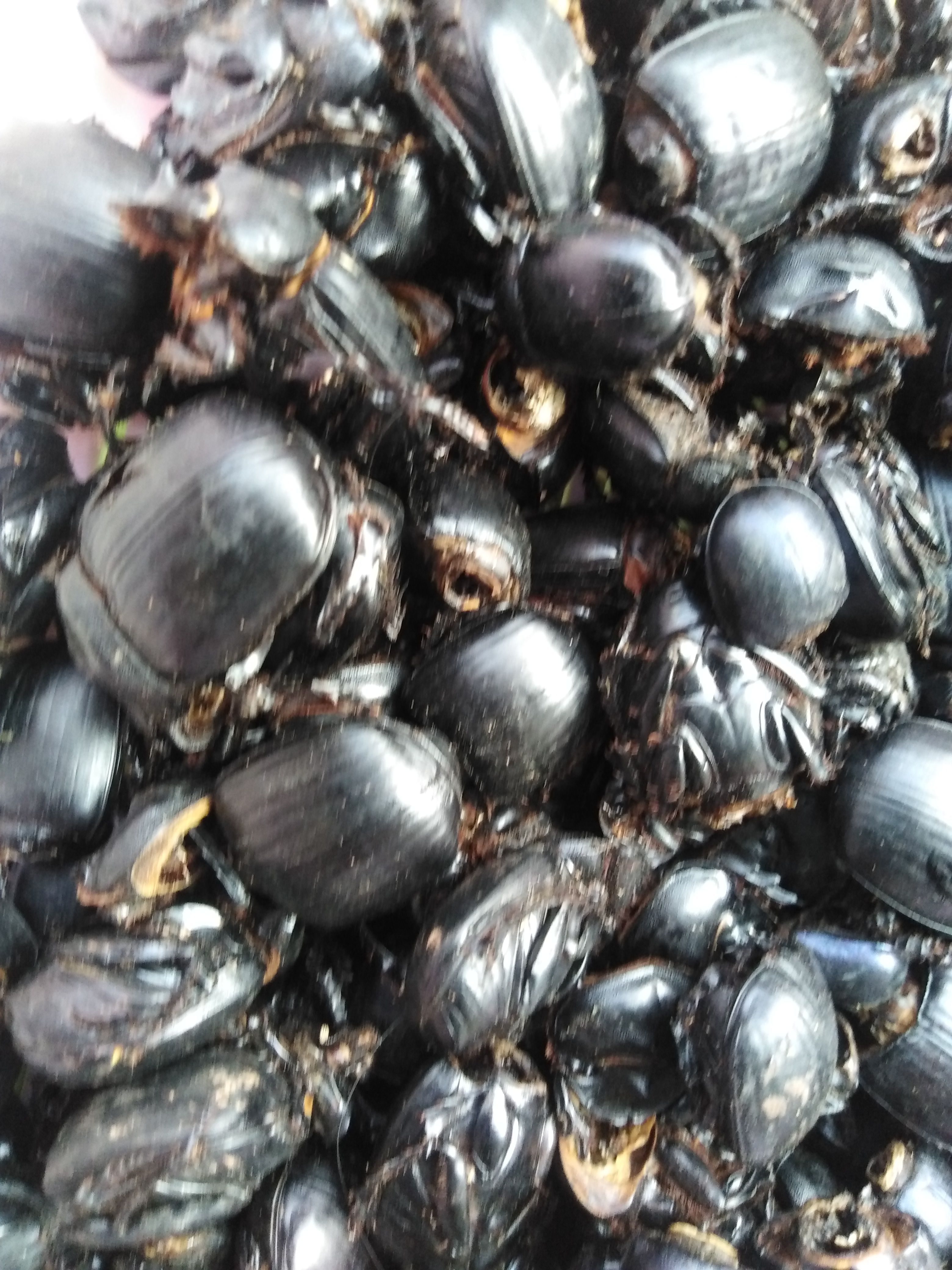 铁将军  大将军