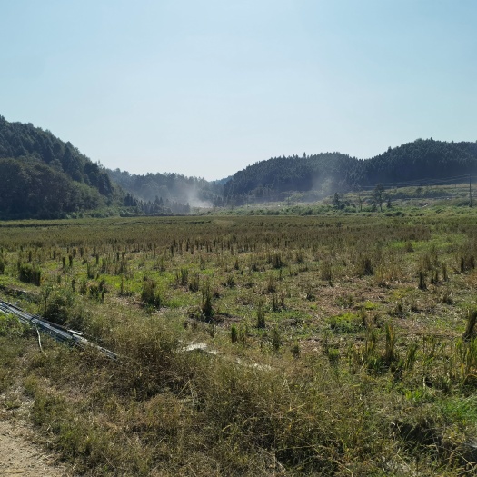宜黄县水田 150亩高标准农田