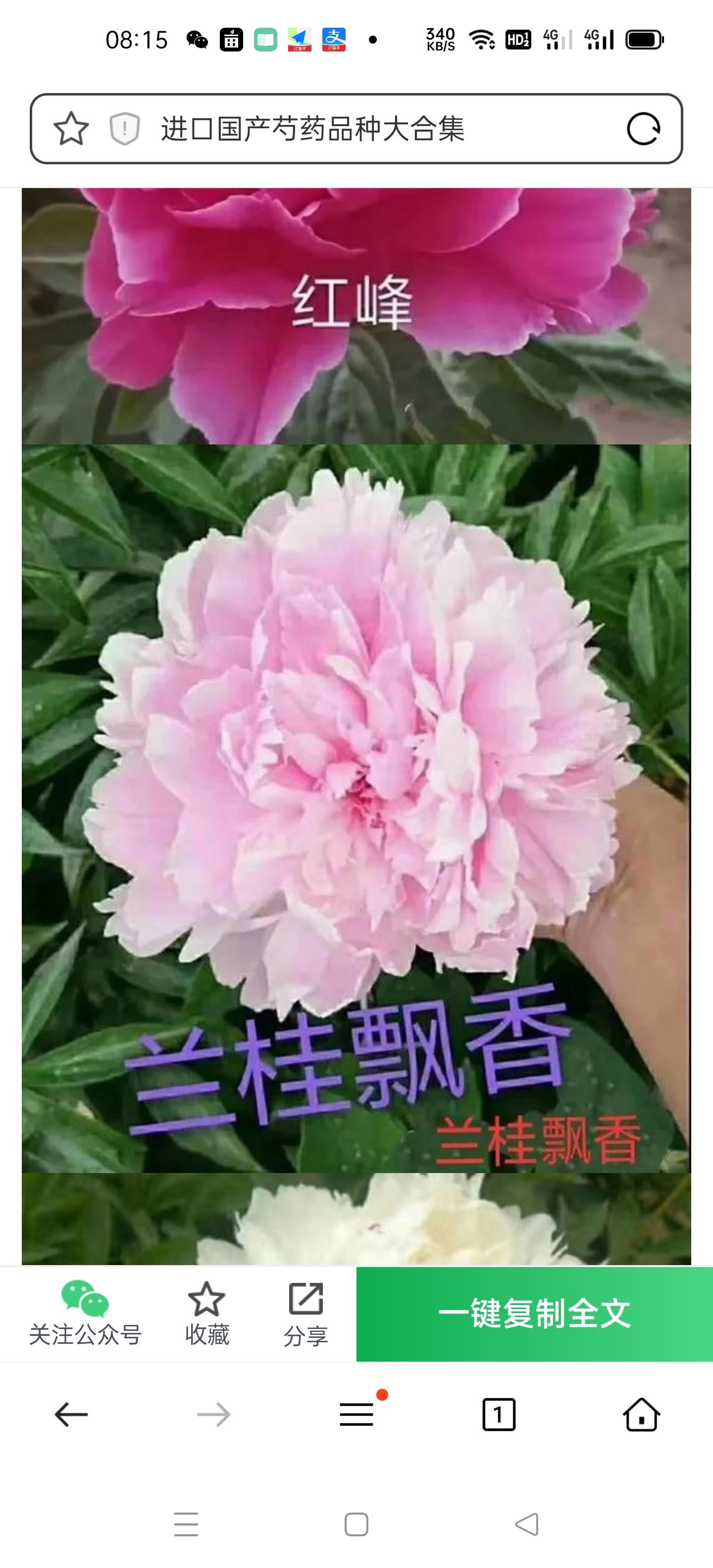 观赏芍药种块秋季出售