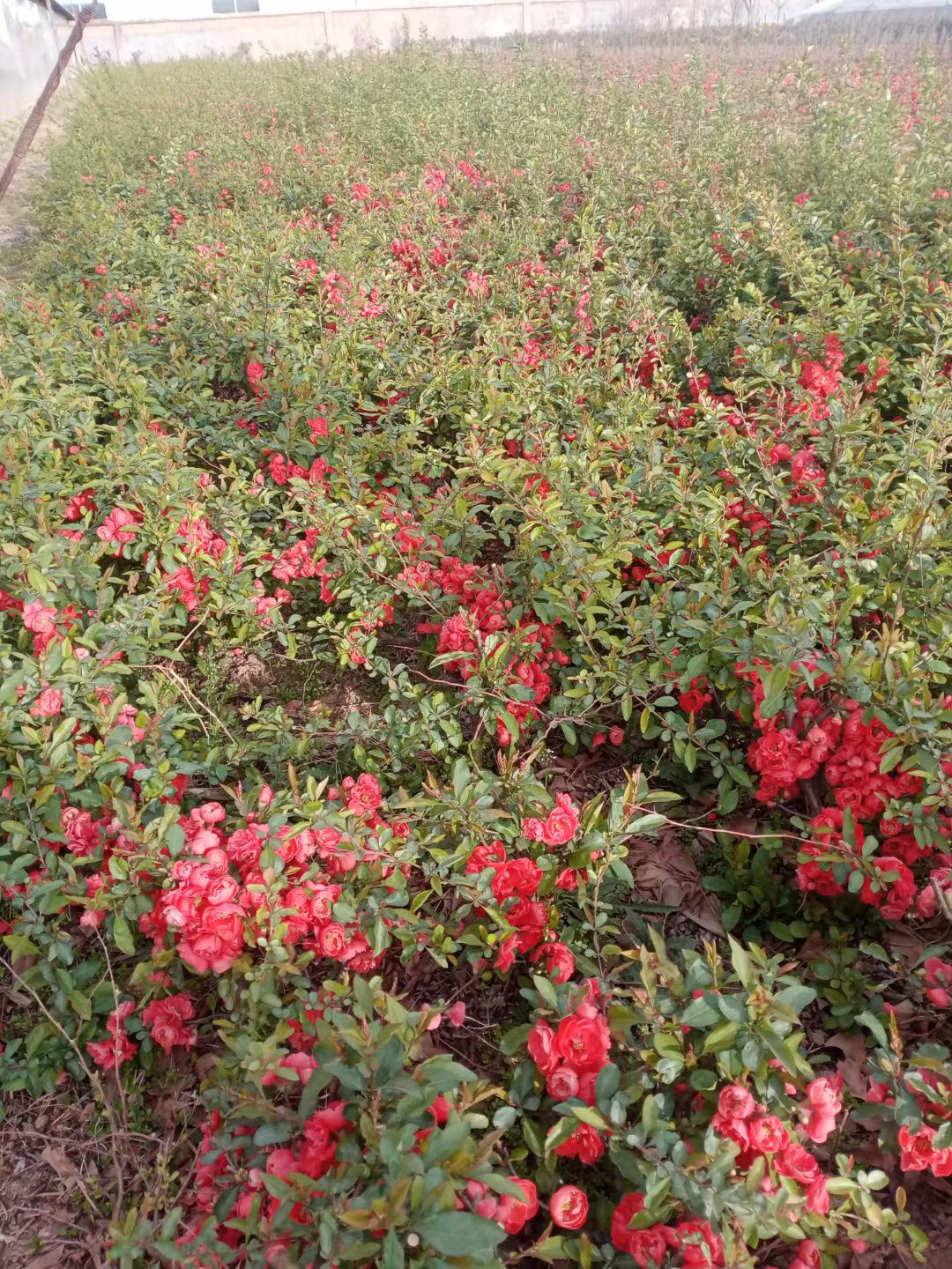 长寿冠海棠花重瓣红色海棠四季种植花卉盆景日本海棠山东基地直销
