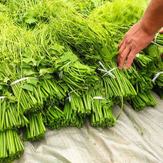 龙须菜 又名佛手瓜大量上市需要的联系