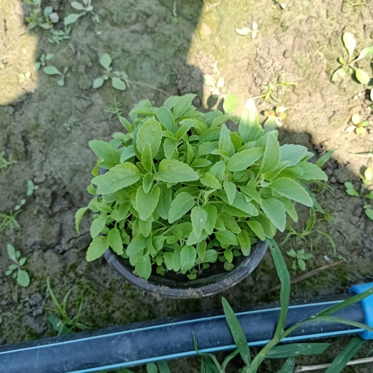 丹阳市兰花鼠尾草