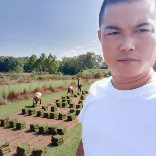 浏阳市马尼拉草皮 千亩草卷基地