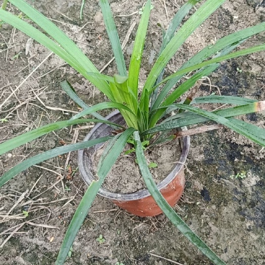 丹阳市 兰花三七