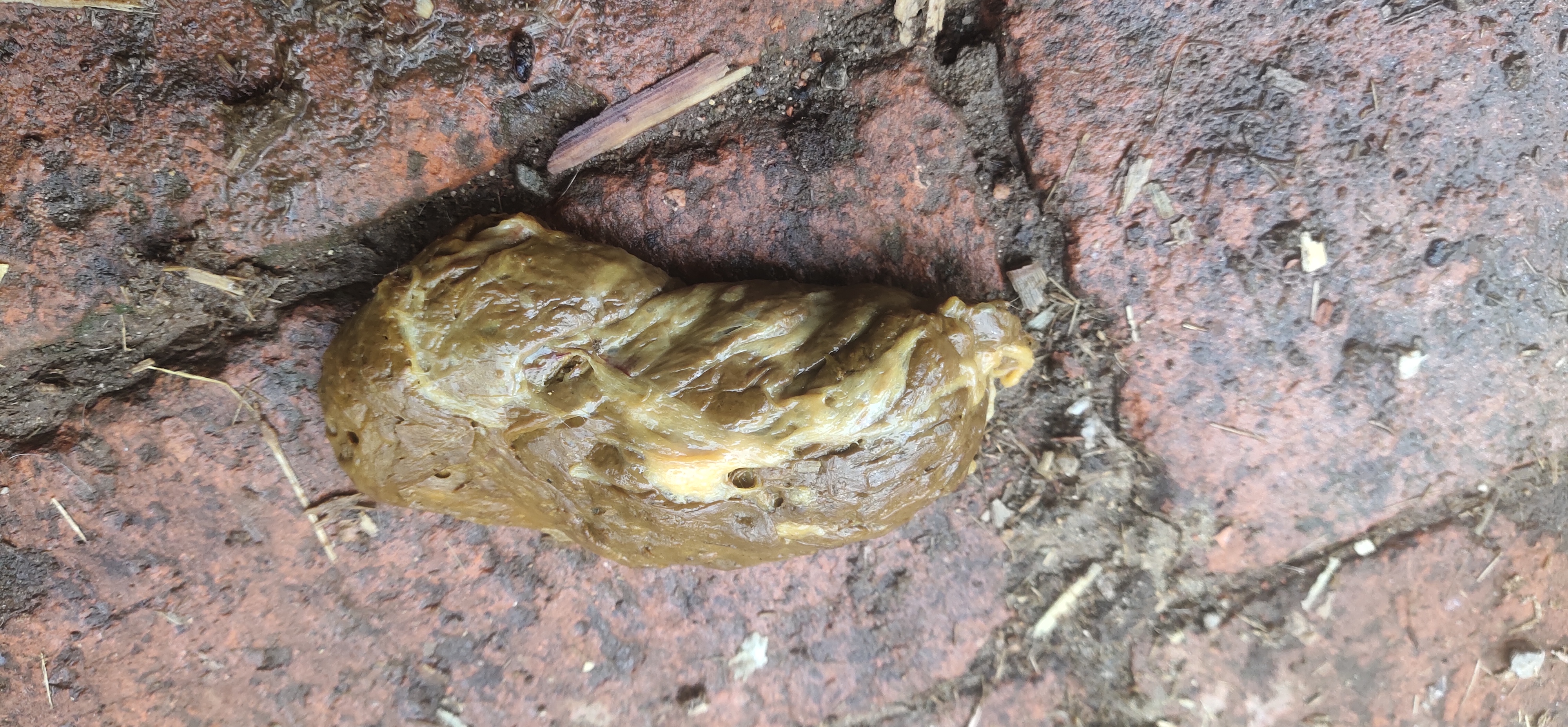 出生14天的小牛犊拉这样的大便是怎么回事