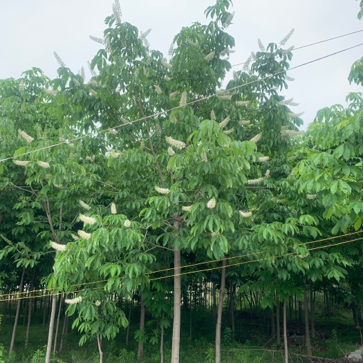济南 七叶树各种尺寸