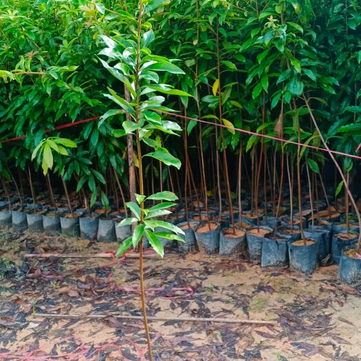 木荷 大袋1米以上