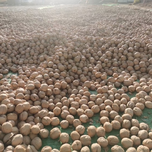 阿克苏市新疆185纸皮核桃