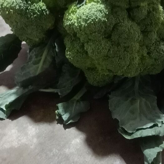 蔚县西兰花 西蓝花