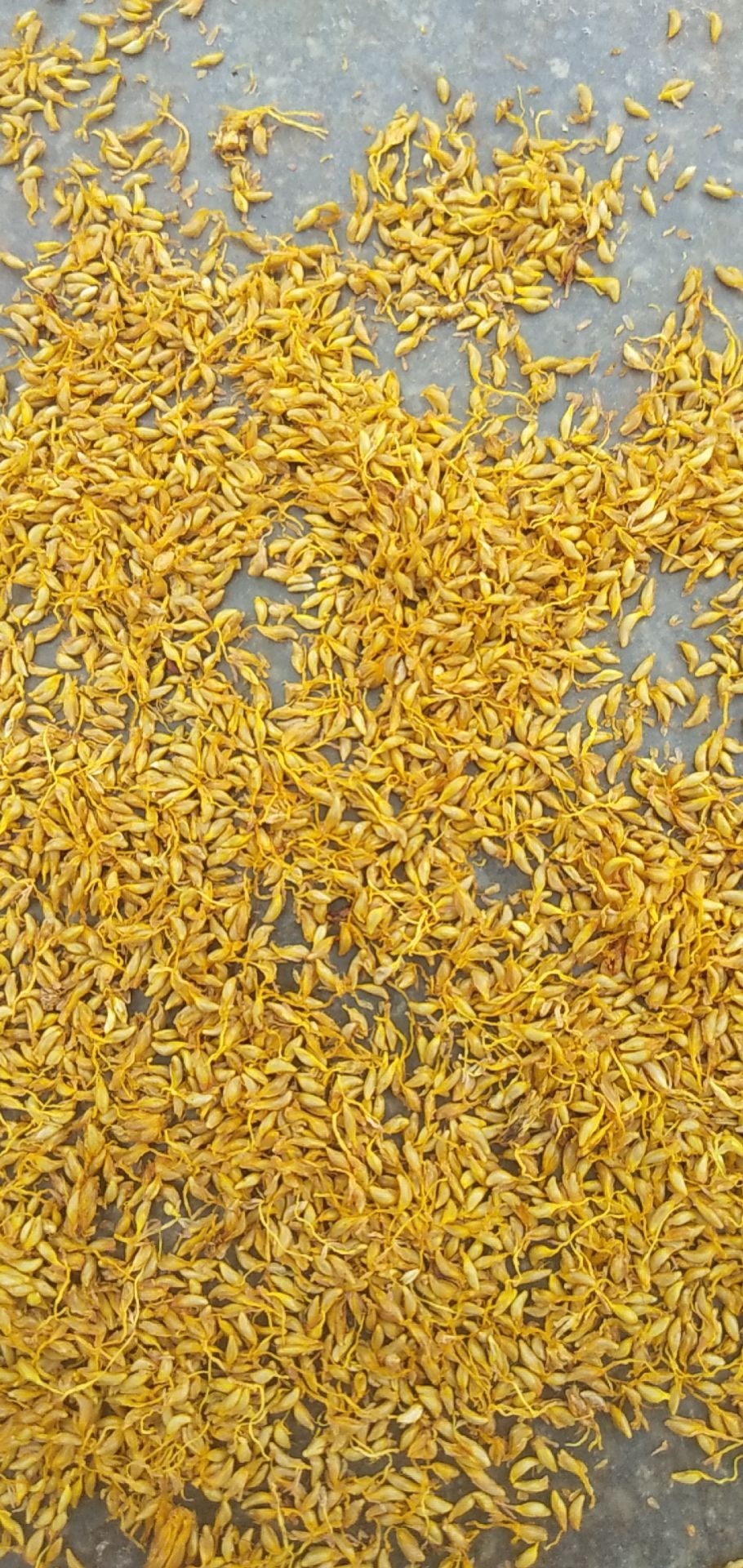 宁都县薜荔  凉粉籽，自然凝固，没有中间商，一手货源