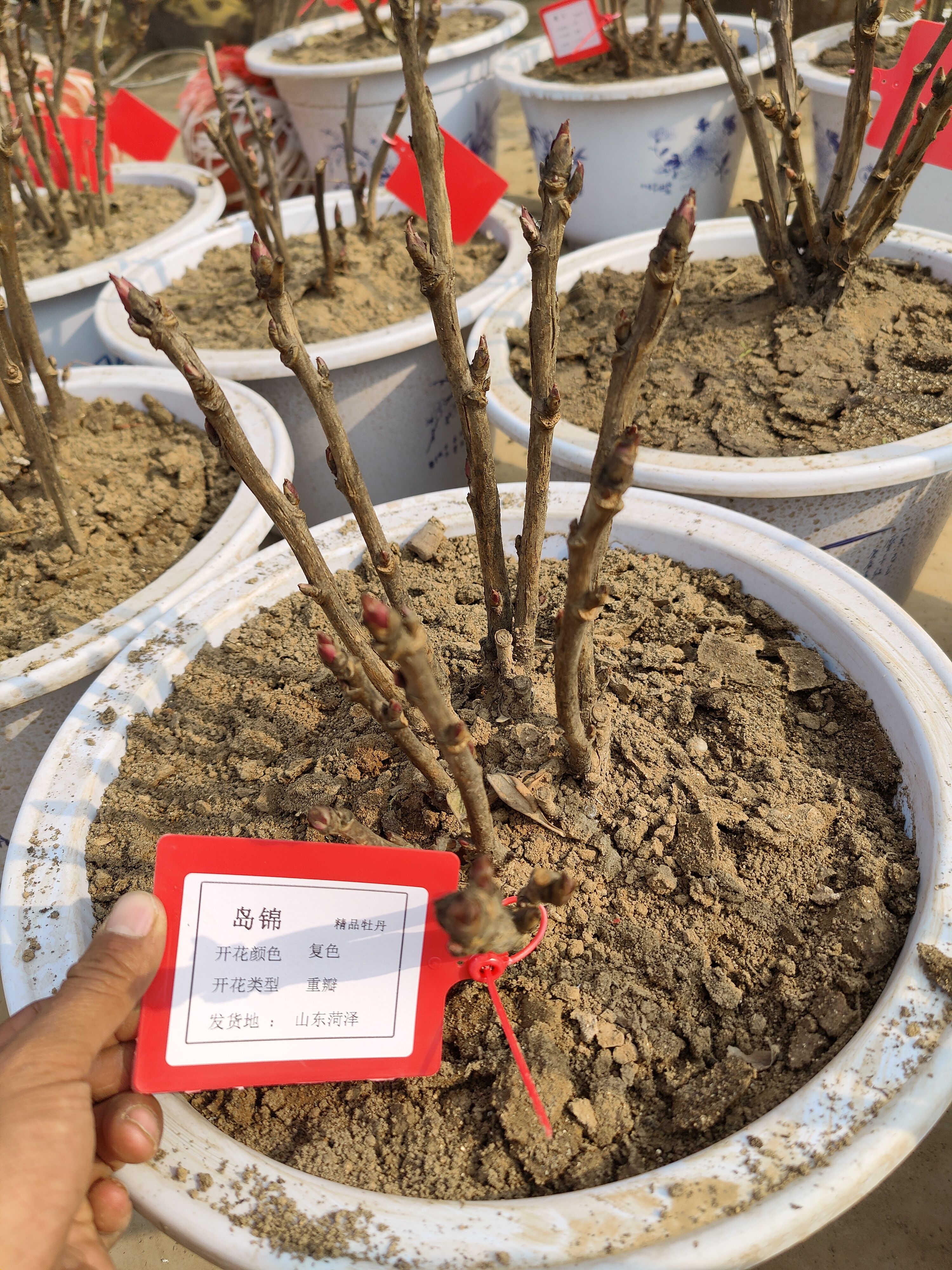 观赏牡丹  盆栽牡丹，欢迎订购，品种可以随便定