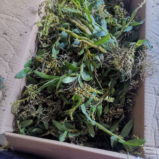 宁洱县喉红石斛盆栽 中药材大量批发，价格便宜