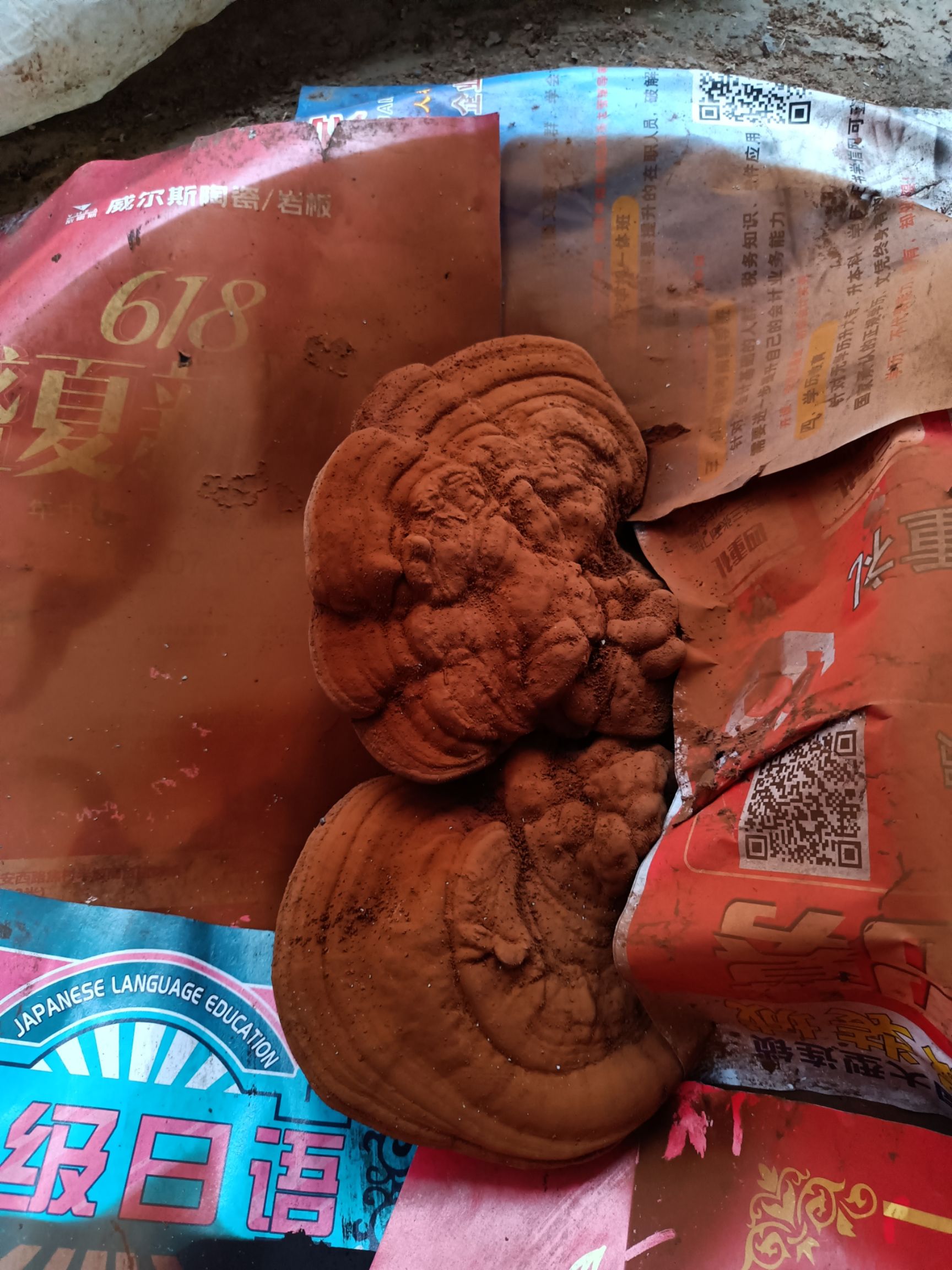  树舌灵芝