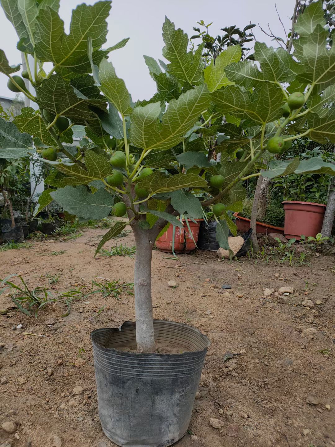 芭劳奈无花果苗  姬红无花果苗 无花果树果苗菠姬特大盆栽地载