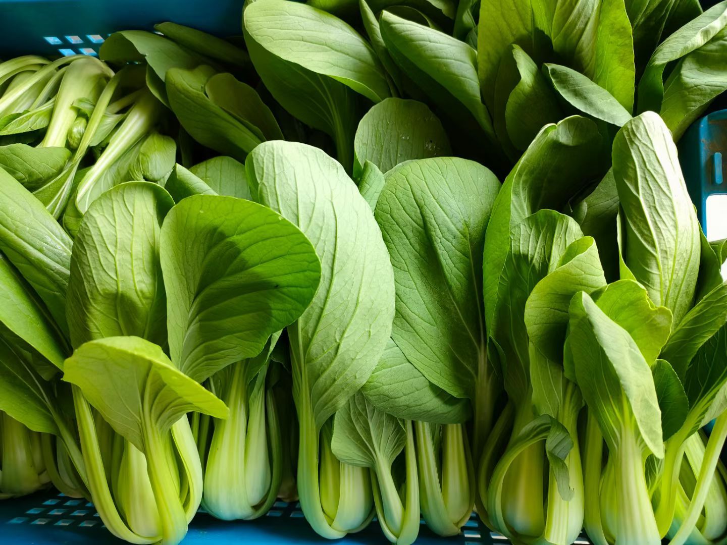 上海青 青菜