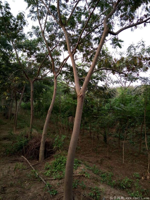 红合欢 3~3.5米 10~12公分 10~12公分 2~3米 2~2.5米 带土球发货 