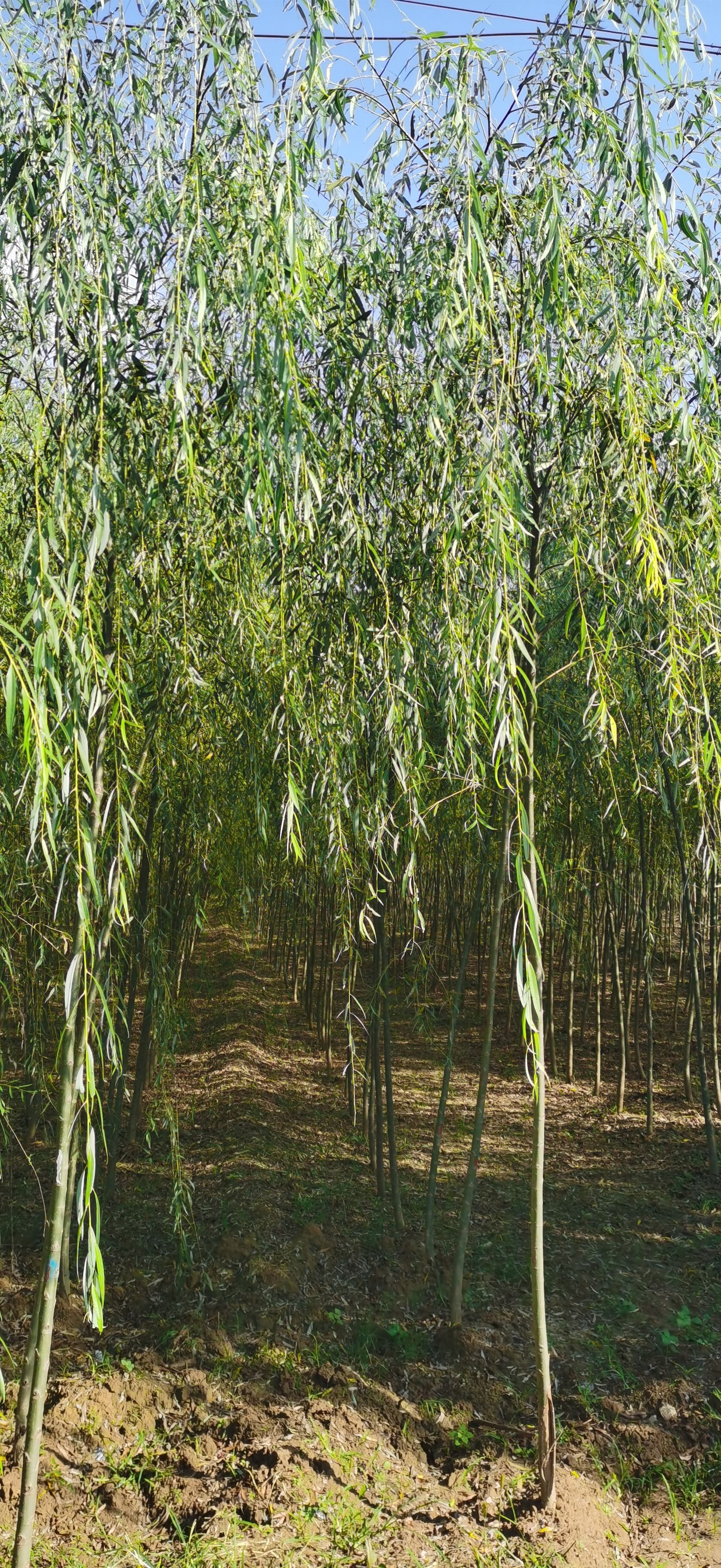 垂柳小苗 成活高 适合春秋季节栽种