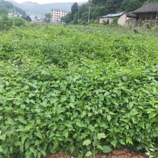 永顺县水杨桃砧木  水阳桃实生苗
