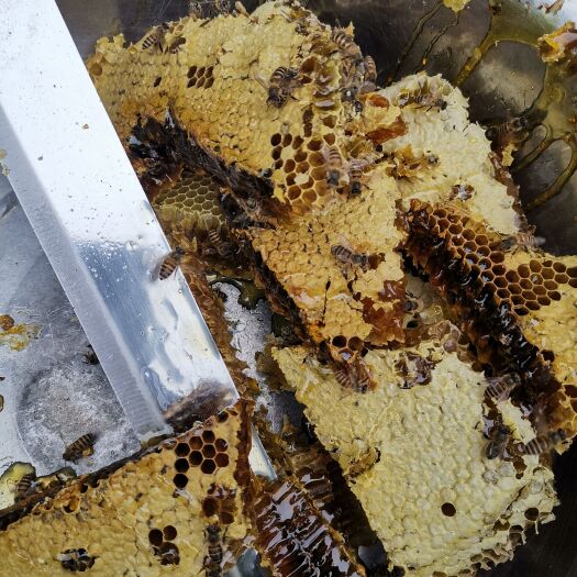 宝兴县土蜂蜜 宝兴蜂桶寨老桶一年取一次百花蜜、药蜜