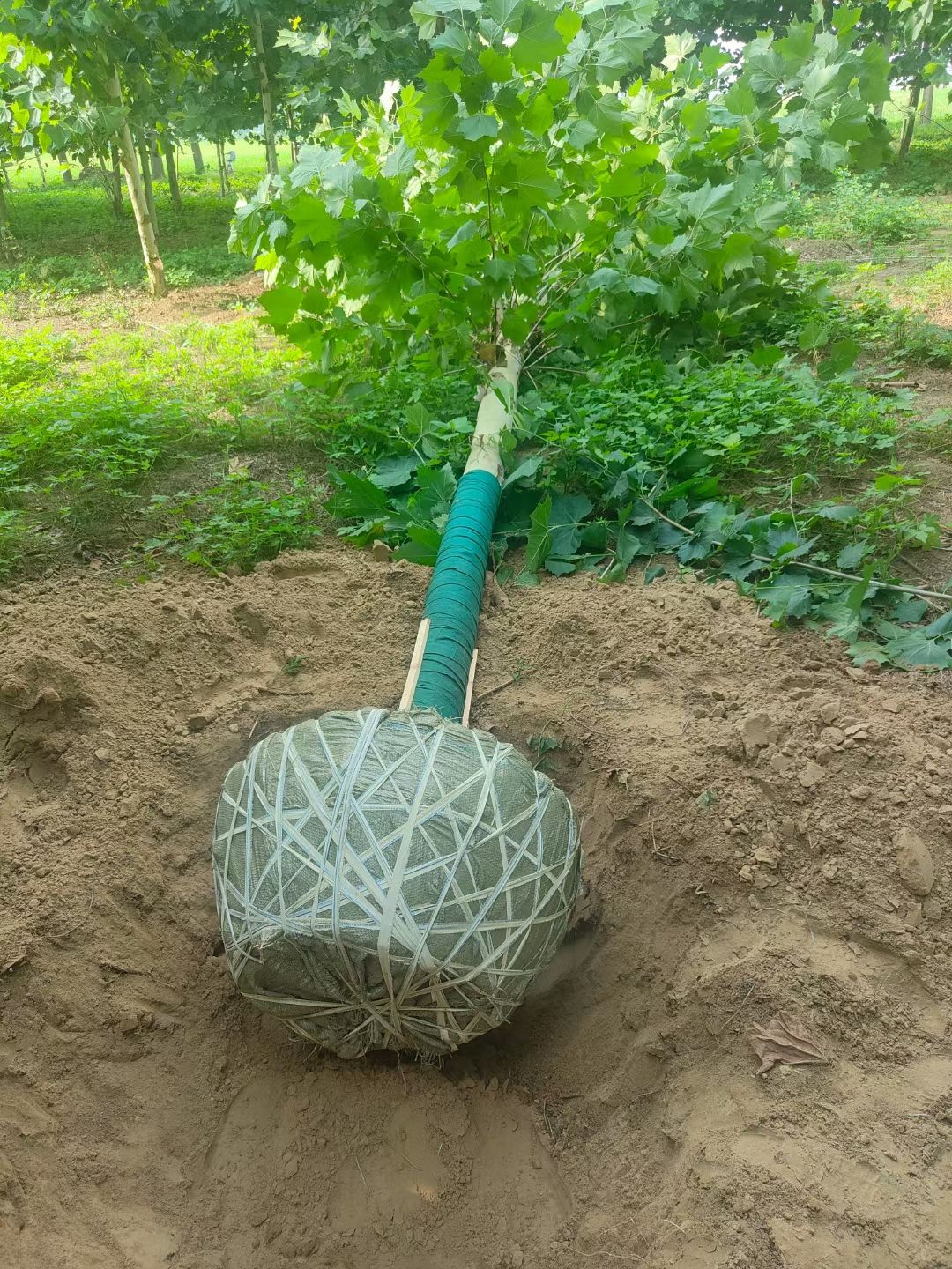  法桐供应8-10-12-15-20公分各种规格的法国梧桐树